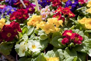 market harborough 4 sm - Copy.jpg